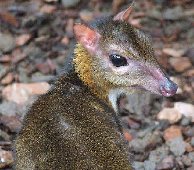 Deer MouseMouse