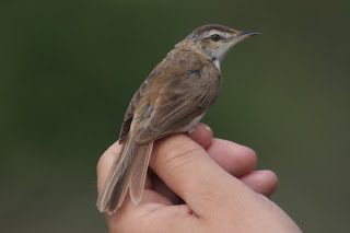 Paddyfield Warbler