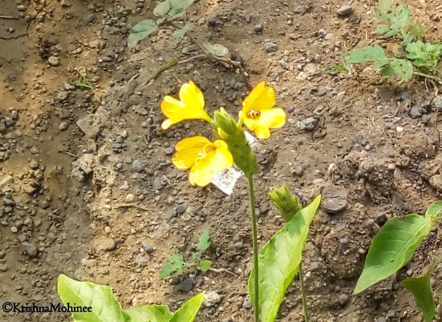 Image:  Flowers: Cute Yellow Aboli with Matching Color Insect