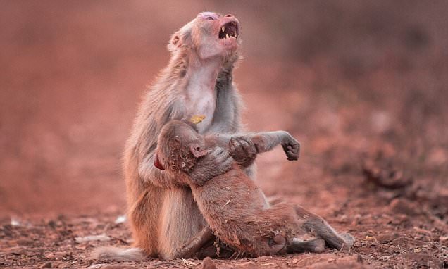 Devastated Monkey Holds Her Baby Tight After It Collapsed... What Happens Next Is Made Us Smile!