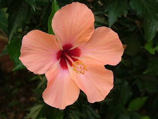Hibiscus flower and leaves