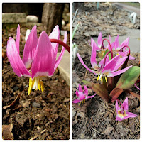 Erythronium sibiricum  кандык сибирский семена кандыка сибирского