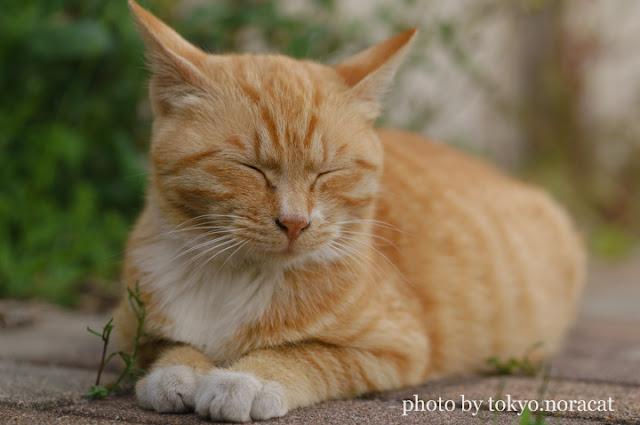 野良猫の写真