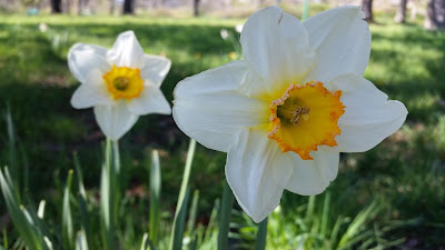 Daffodils