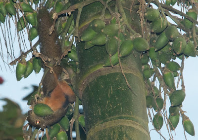 Plantain Squirrel (Callosciurus notatus)