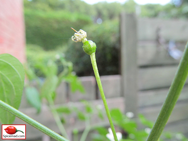 Cappuccino Chiltepin - 21st July 2022