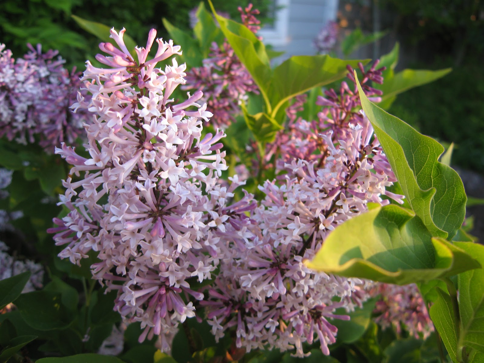 Lilac Shrub