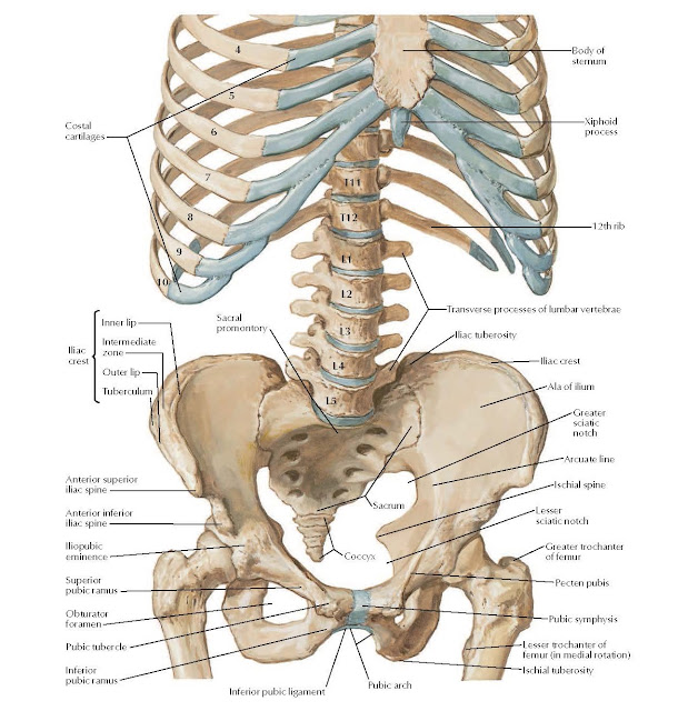 Bony Framework of Abdomen Anatomy  Costal cartilages, Body of sternum, Xiphoid process 12th rib, Sacral promontory, Transverse processes of lumbar vertebrae, Iliac tuberosity, Iliac crest, Ala of ilium, Greater sciatic notch, Arcuate line, Ischial spine, Lesser sciatic notch, Greater trochanter of femur, Pecten pubis, Pubic symphysis, Ischial tuberosity, Lesser trochanter of, femur (in medial rotation), Inferior pubic ligament, Pubic arch, Sacrum, Coccyx, Anterior superior iliac spine, Anterior inferior iliac spine, Iliopubic eminence, Superior pubic ramus Obturator foramen, Pubic tubercle, Inferior pubic ramus, Inner lip, Intermediate zone, Outer lip, Tuberculum.