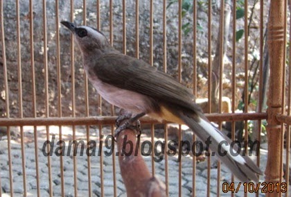 AKANKAH ADA KONTES BURUNG TRUCUKAN DAN KUTILANG ? BISAKAH 