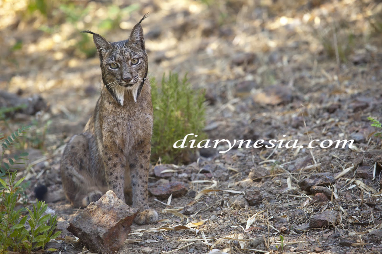 known species of wild cats, different types of wild cats, rare wild cat species, diarynesia