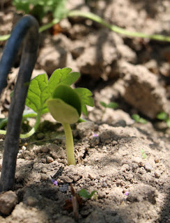 A first pea plant of the year