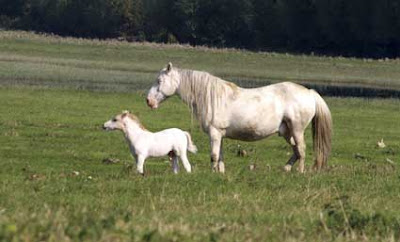 Old and young greys on Port Meadow