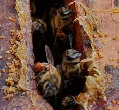 ta-mystika-tis-propolis-ton-melisson