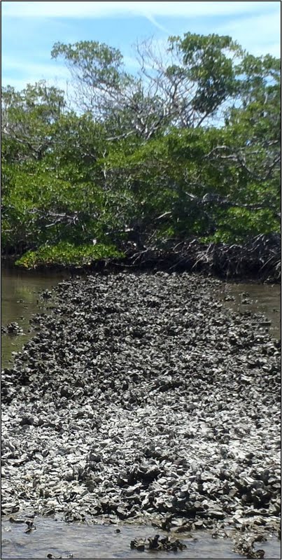 Stay In Touch With Collier County's Sea Grant Extension Program: About  recreational shellfish harvesting in Southwest Florida