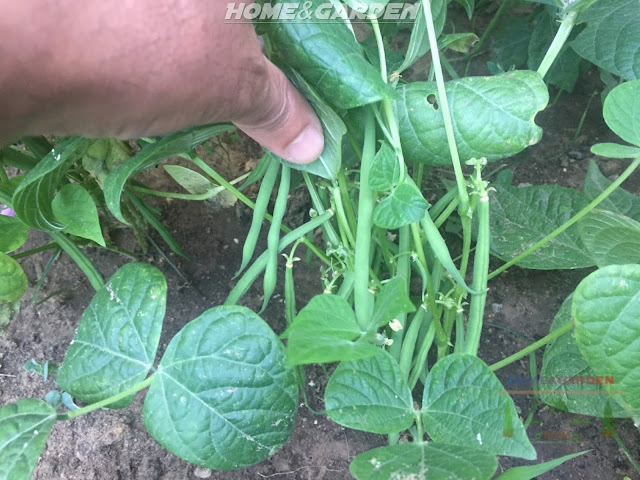 Bush beans begin producing before pole beans and often come in all at once. Staggered planting, every 2 weeks, will keep your bush beans going longer.