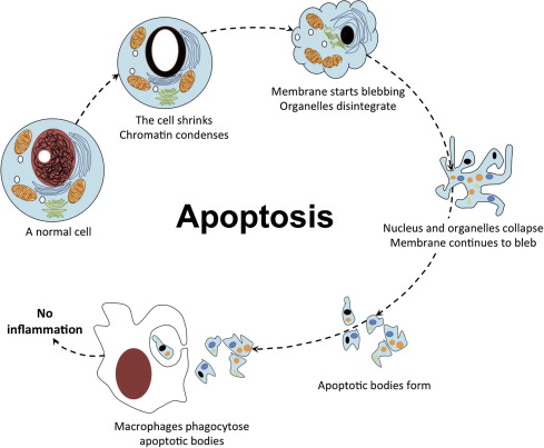 apa itu apoptosis