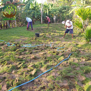 Rumput - garden style