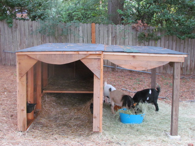 Charlotte's Menagerie: The Little Goat Shack Gets an Addition