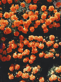 صورة ورد طبيعي برتقالي HD ، صور طبيعة روعة