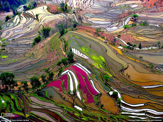 Campos de arroz