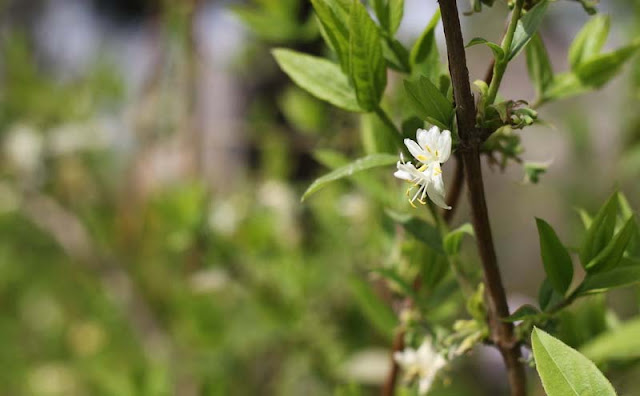 Lonicera Fragrantissima Flowers