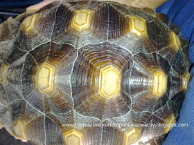 Geochelone sulcata tortoise pink outlines in between scutes are a sign of new shell growth. Cute and funny sulcata pet tortoise