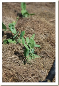 sugar snap peas