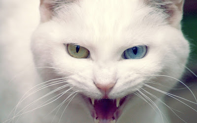 Angry white cat,kitty,cat