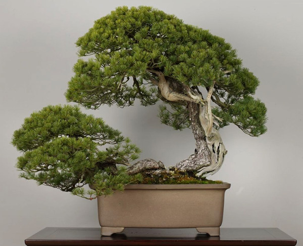 世界を魅了する日本の盆栽、と進化する盆栽作品5つ【art】