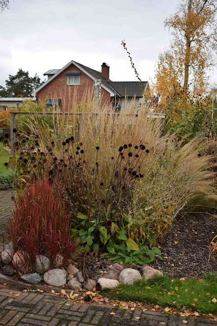 Imperata cylindrica 'Red Baron'