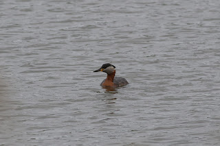 Red-necked Grebe