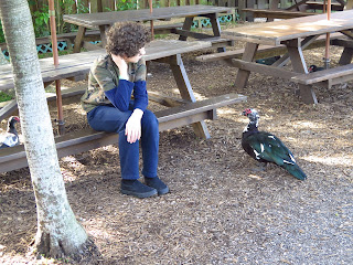 Muscovy ducks in picnic area at Sawgrass Recreation Park, Florida, USA