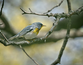 Northern Parula