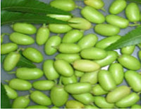 Neem oil