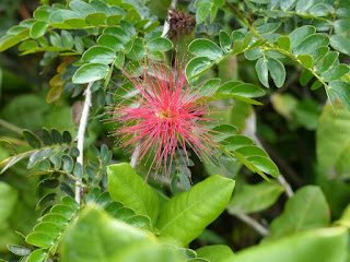 Pompon de soie - Calliandra sp. - Arbre aux houppettes 