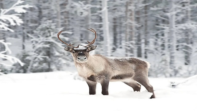 Reindeer