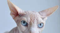 Pictures Of Hairless Cats - Sphynx - Information, Health, Pictures & Training Pet Paw, These cats are so popular because they’re some of the most affectionate pets around.
