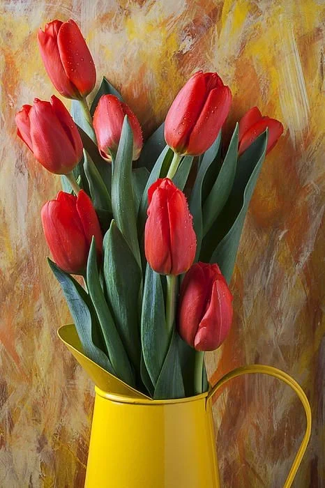 Tulip HD Wallpaper for Mobile