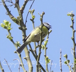 Blue Tit. Paris. Copyright  © Shelley Banks, all rights reserved.