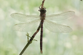 Birth of a dragonfly (10 pics), how a dragonfly is born, dragonfly came out of its shell