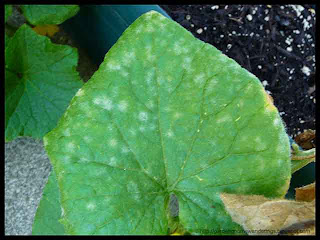 powdery mildew on cucumber leaves