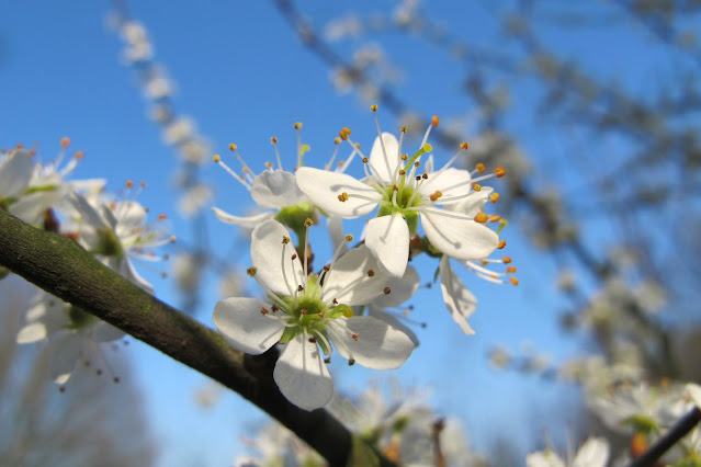 Witte lentebloesem