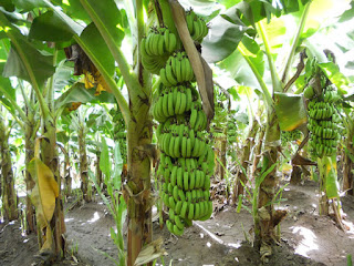 banana plantation where charm are buried