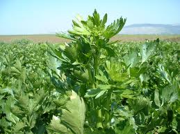 Anim Agro Technology: KEBAIKAN ULAM & SAYUR SEGAR