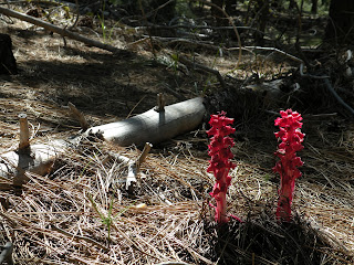 Snow Plant, Sarcodes sanguinea