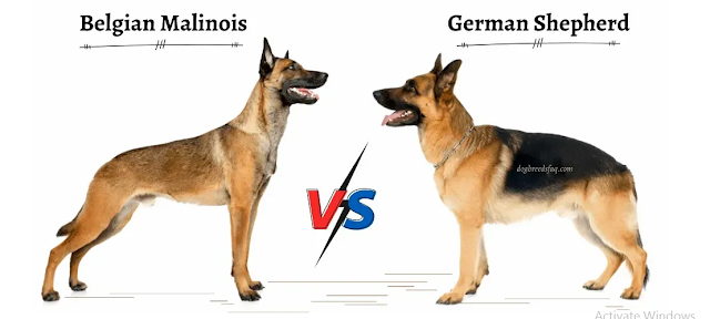 GERMAN SHEPHERD VS BELGIAN MALINOIS...... The Best Guard Dog Breed. 