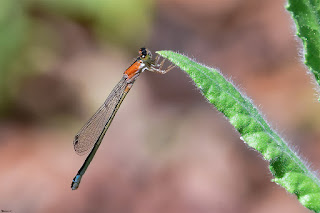 cola-azul-iberico-ischnura-graellsii-hembra-