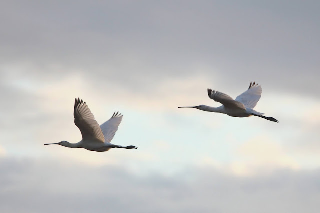 Spoonbills, Frampton Marsh, 19/08/21