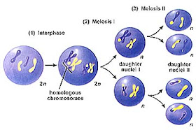 mitosis meiosis