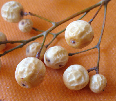 Мелия азедарах (Melia azedarach)